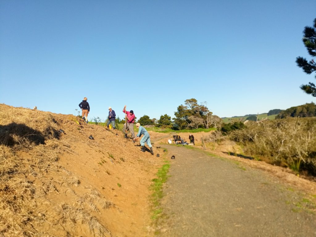 Te Whau Planting